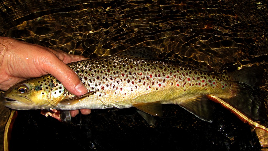 Decent brown trout to finish off the night.