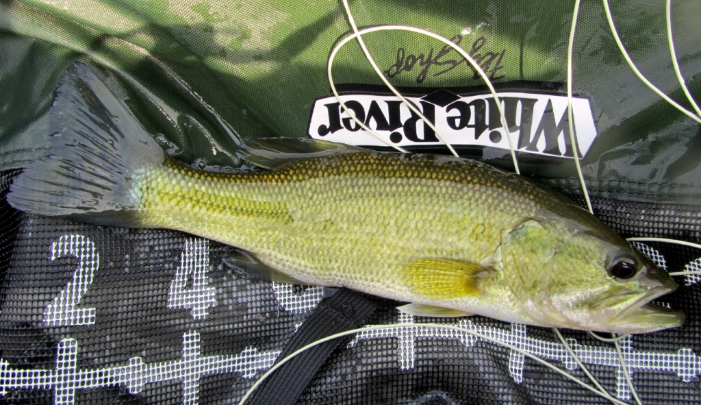 Wakeley Lake Bass