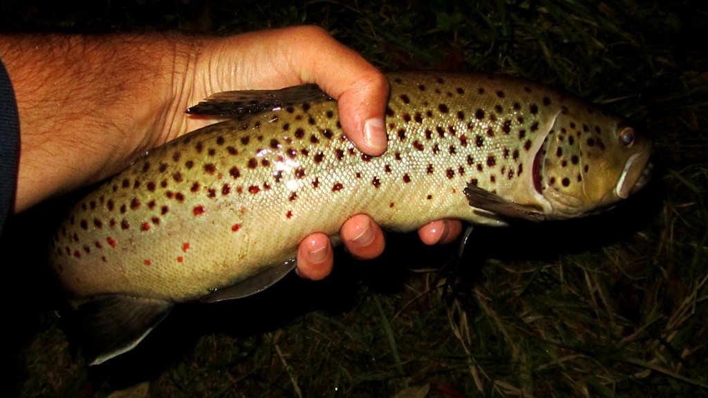 A respectable smaller brown trout landed Sunday night.