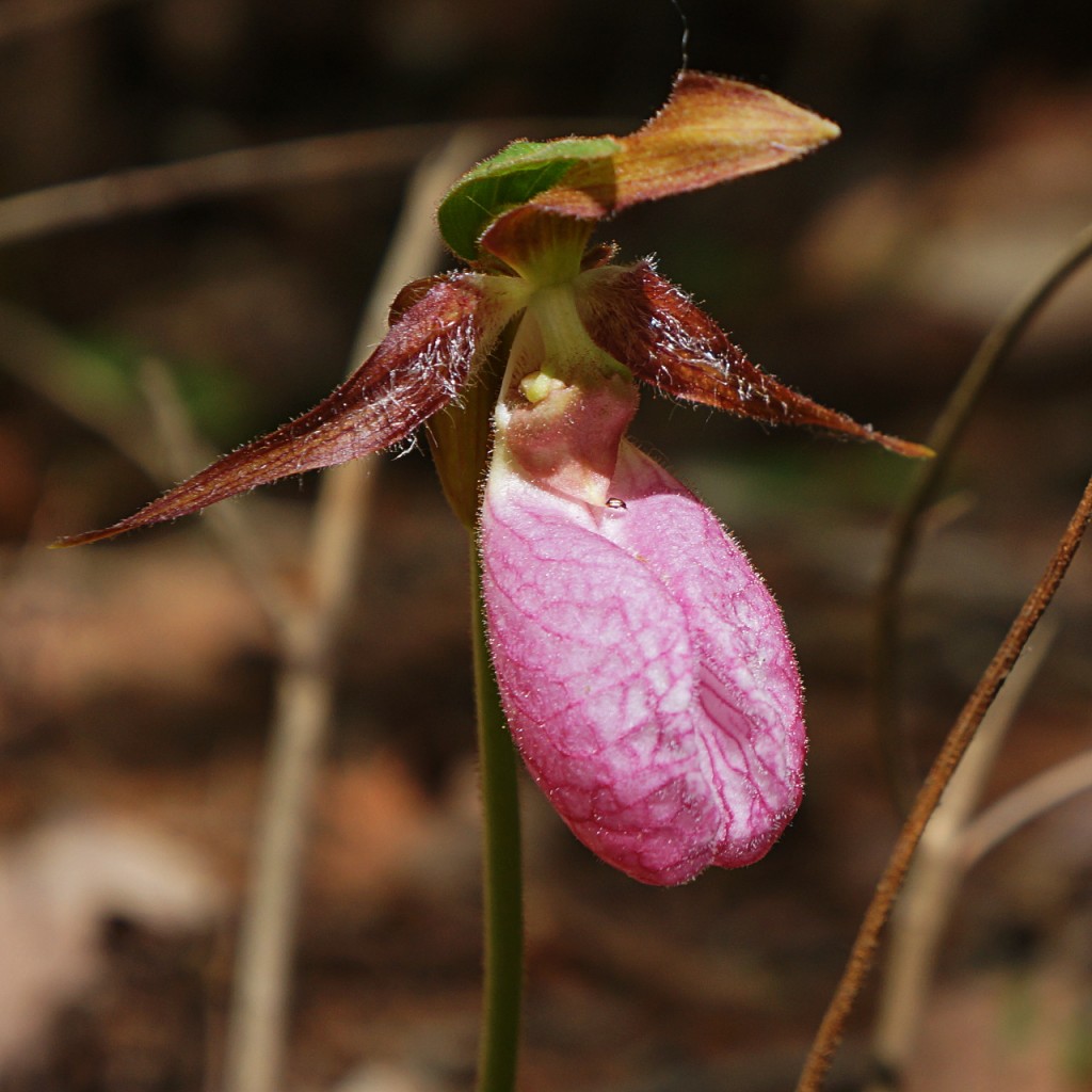 Pink Lady's Slipper (Orchid)