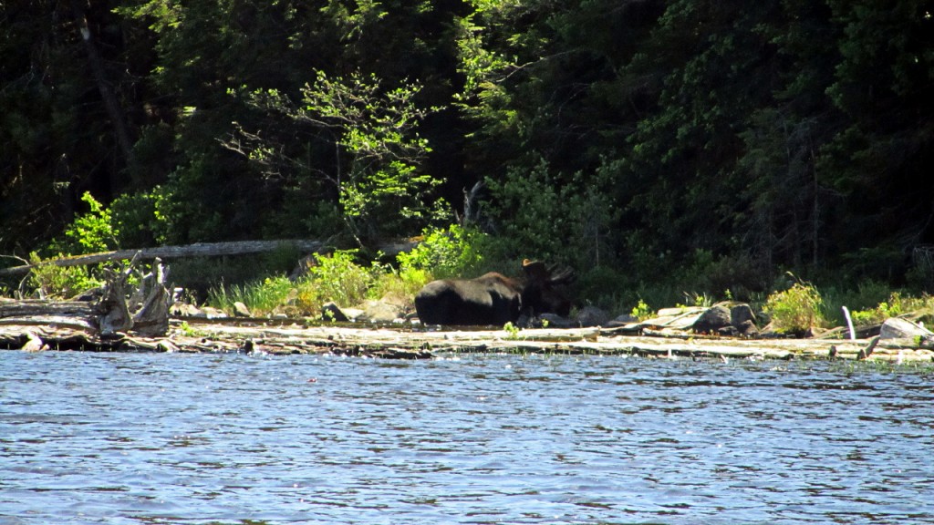 Our first Moose sighting in Algonquin. He was spooked and took off before we could snap and good photos of him.