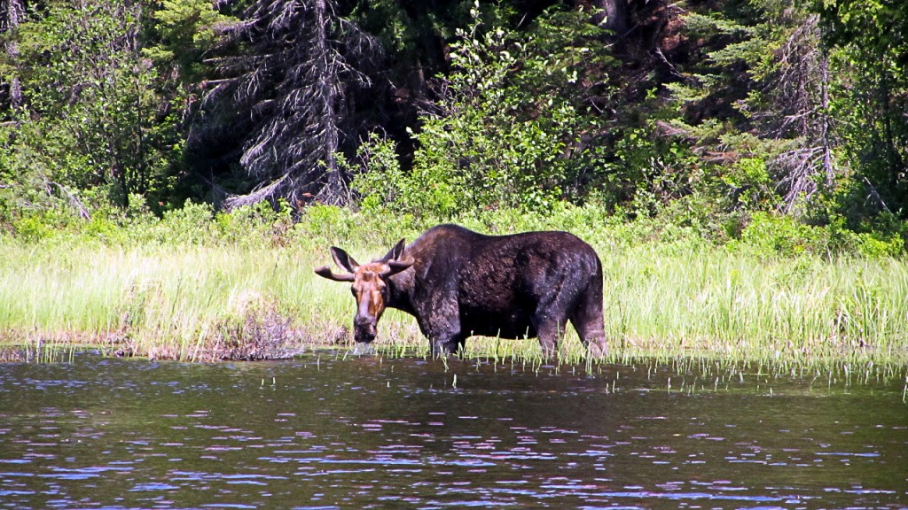 Bull Moose sighting #2! He stared us down for a while, looking unhappy to see us