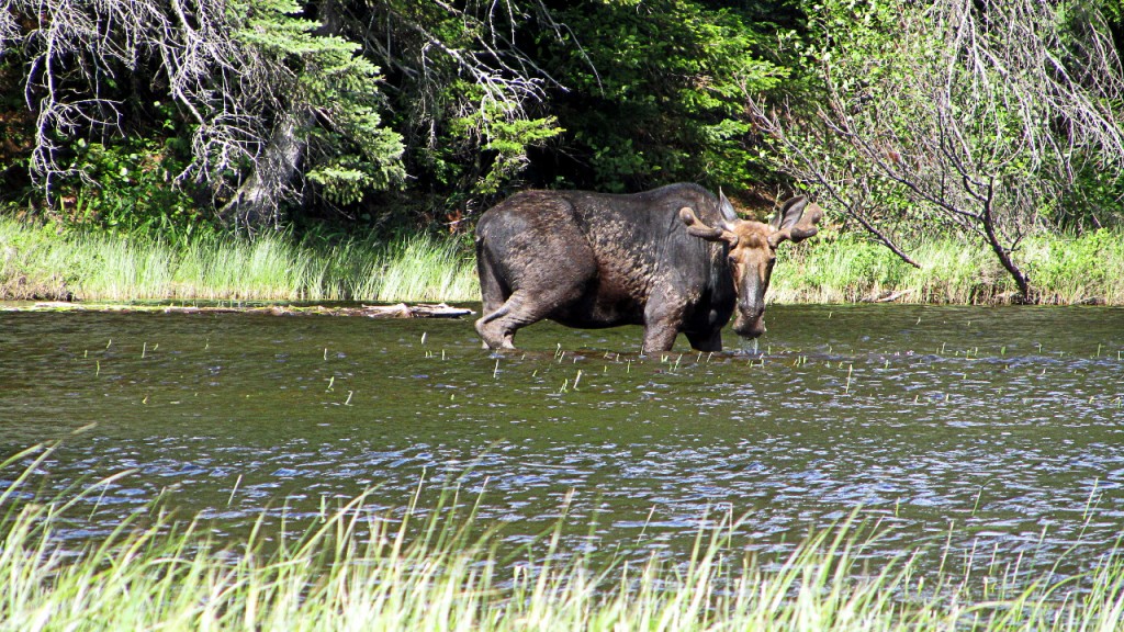 A third Bull Moose. This one gave us another stare of death