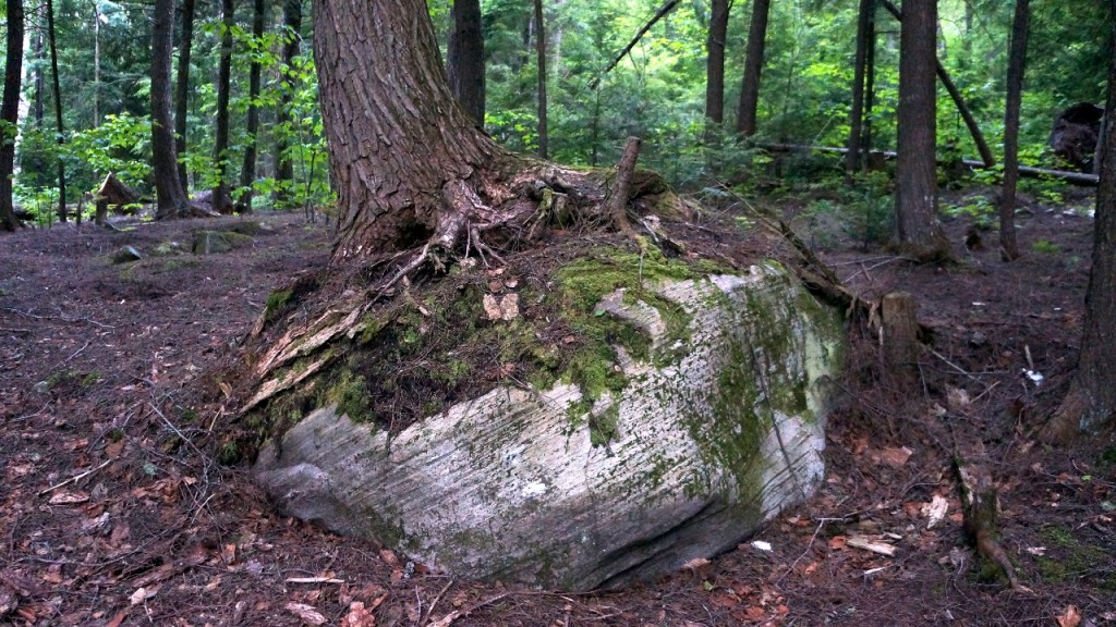 This odd tree, next to the Ranger Cabin, was growing on top of a rock