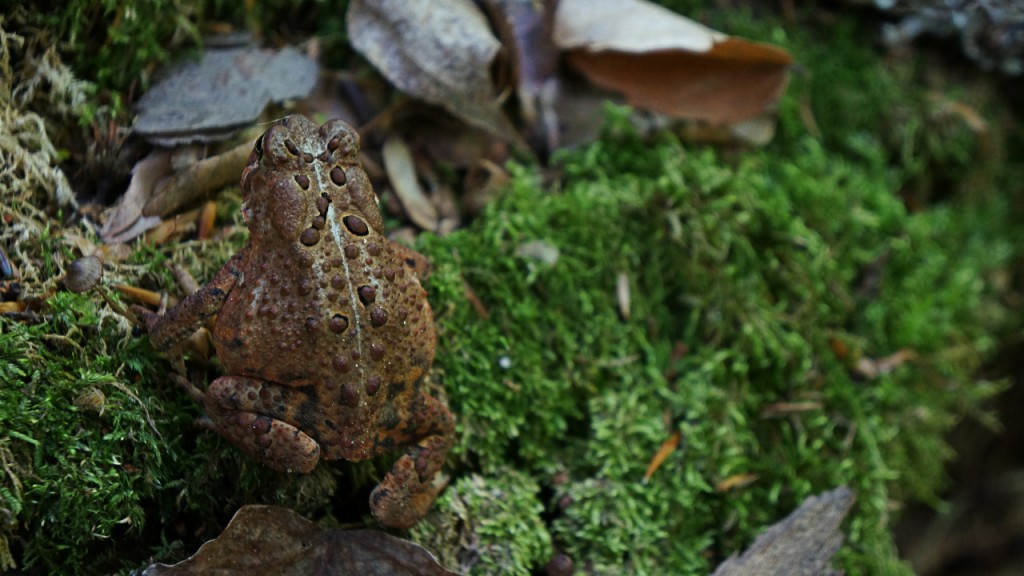 One of many toads found hopping along the trail