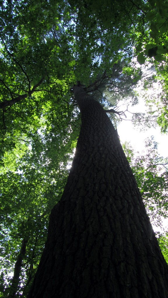 A tall white pine found along the hiking trail.