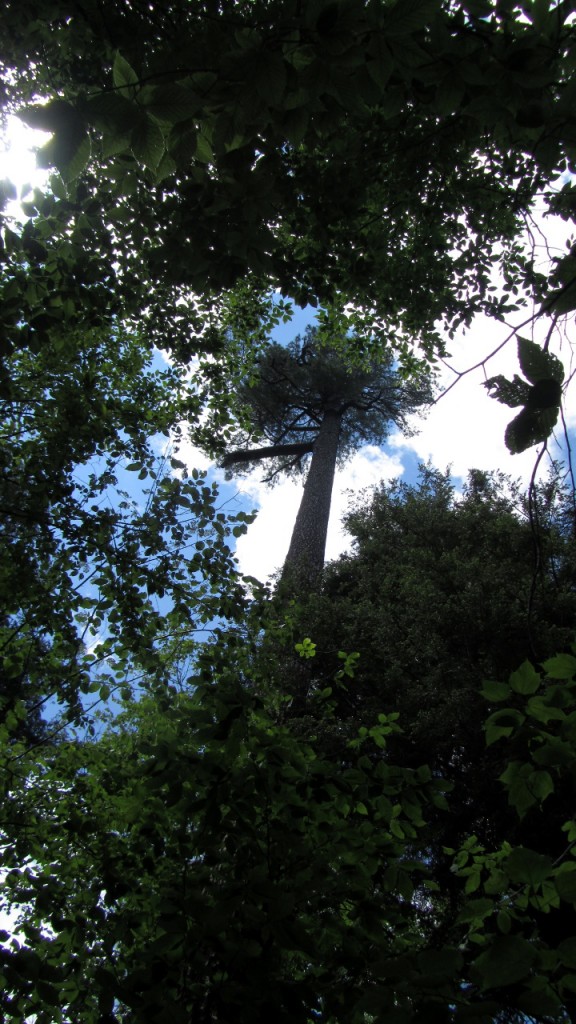 This white pine shows just how much taller they are than other trees in the area