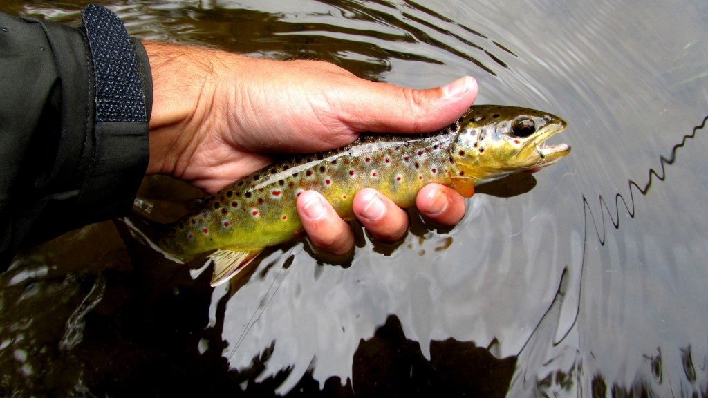 One of many nice looking Au Sable Brown Trout caught during a BWO hatch