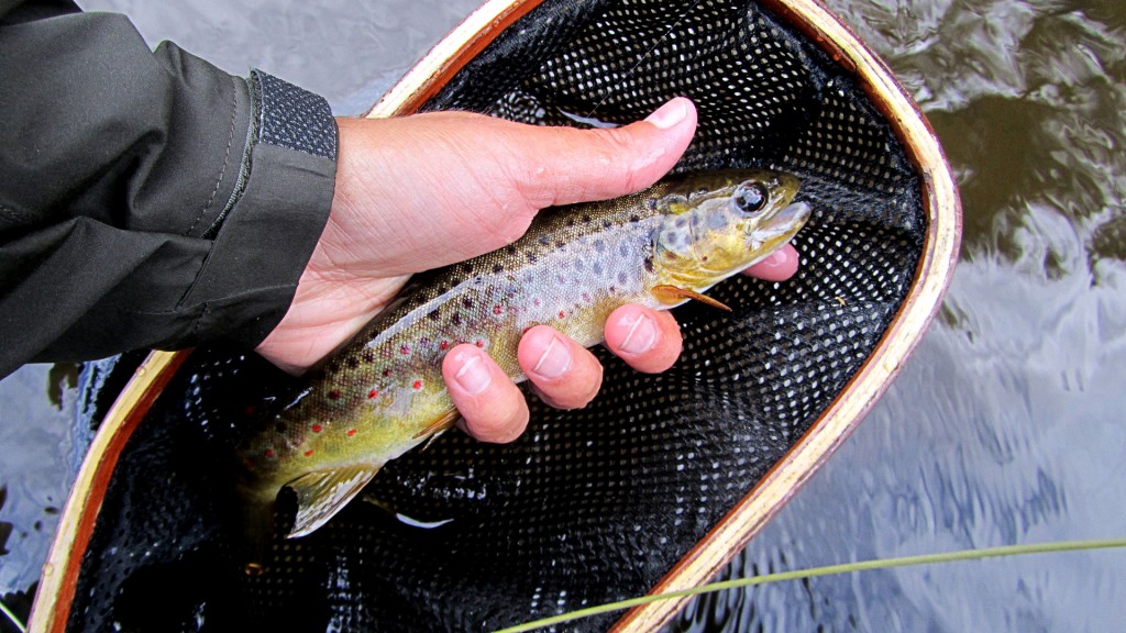 Another fine looking trout. I never get tired of catching these.