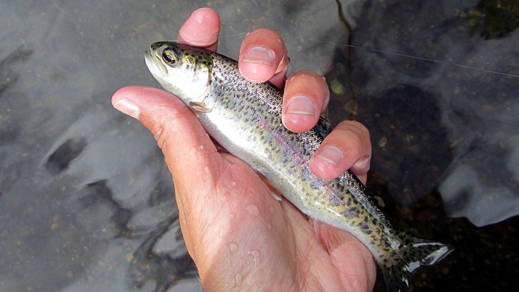 Small Rainbow Trout. Many of these little guys were caught rising to Tricos in some riffle water..