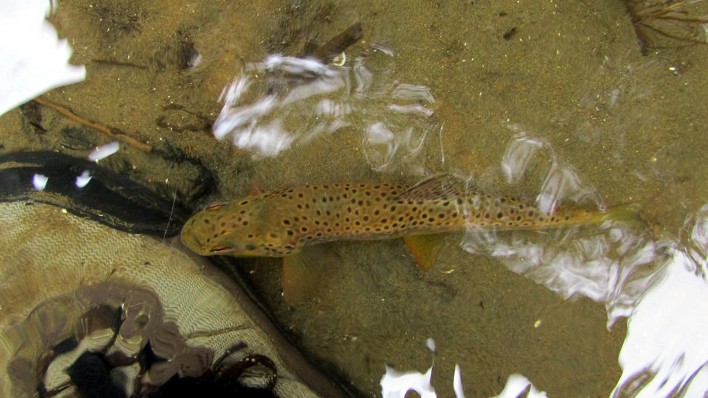 Brown Trout resting by my foot after being released.