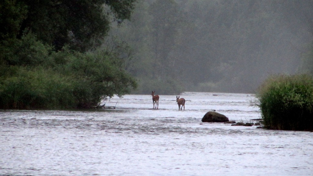 A couple deer greeted us on the river