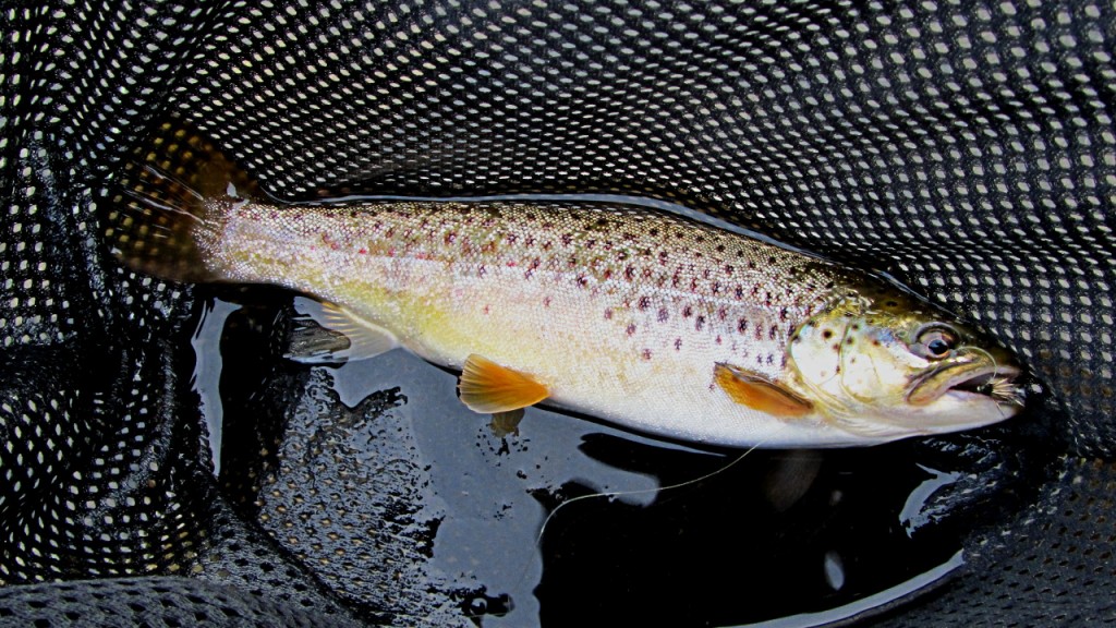 Many average sized fish like this were caught, with a few larger