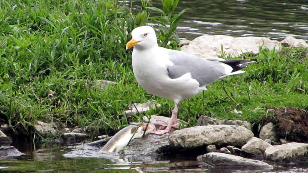 Seagull proudly displaying its morning catch