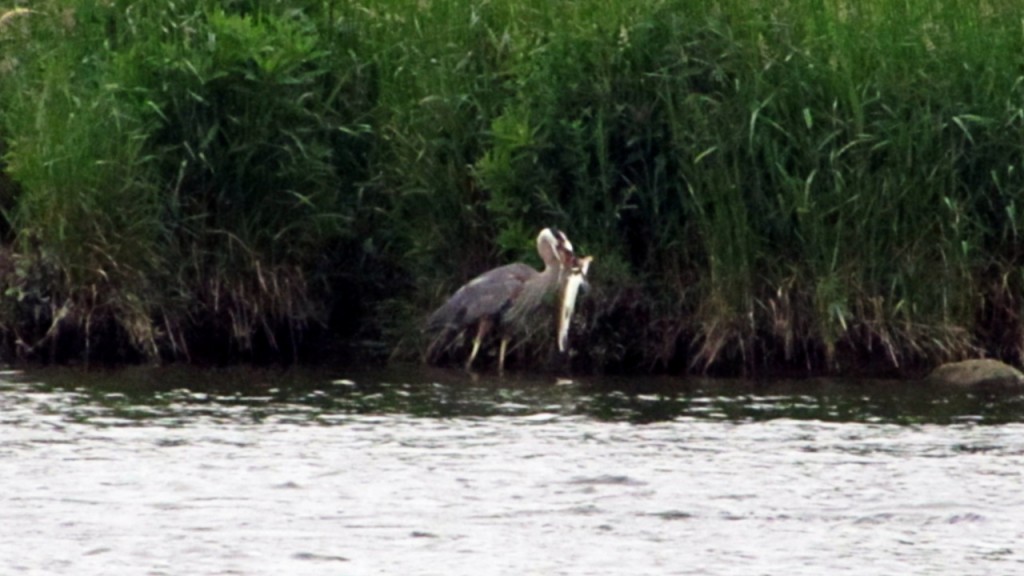 Size does matter, as this great blue heron proved by stealing its breakfast