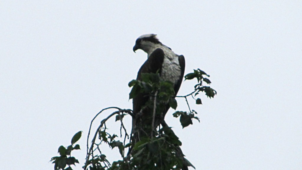Osprey on the lookout for unsuspecting fish in the river below