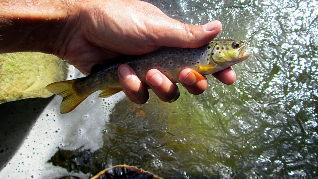 A small brown feisty brown trout, about average for this water