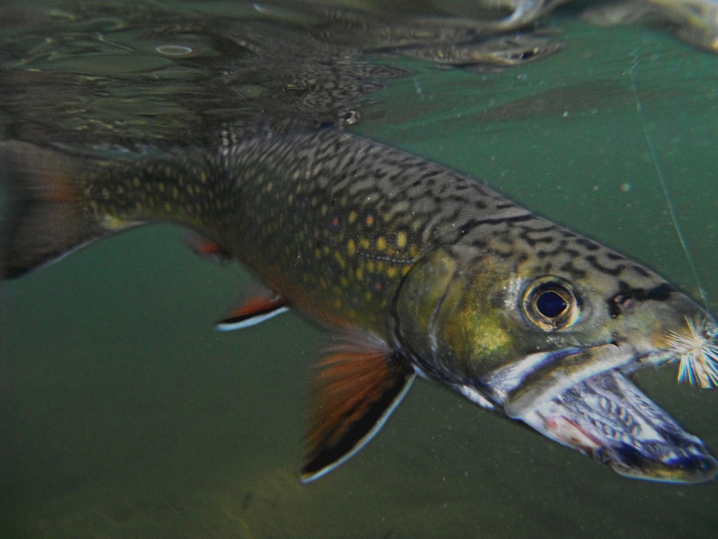 Underwater shot of a Brook Trout my friend Eric caught on the Manistee
