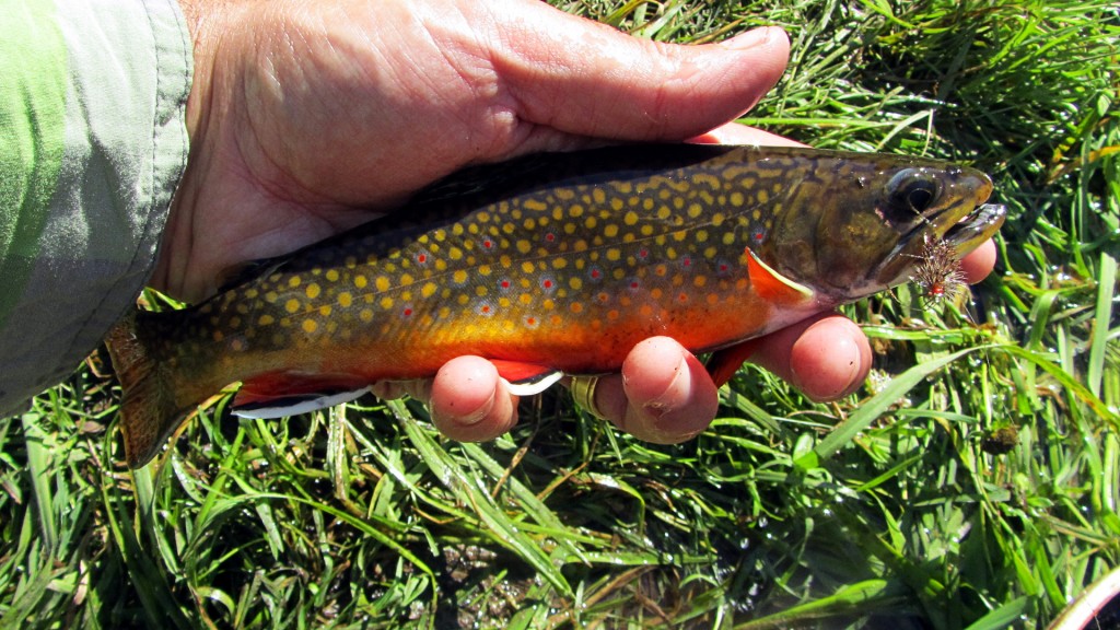 Beauty - One of the extremely colourful Brook Trout caught yesterday