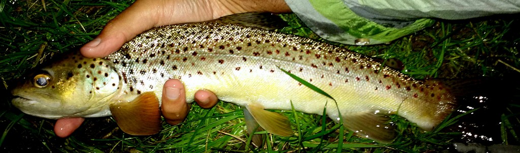 Decent Credit River Brown Trout, taken on a large foam mouse