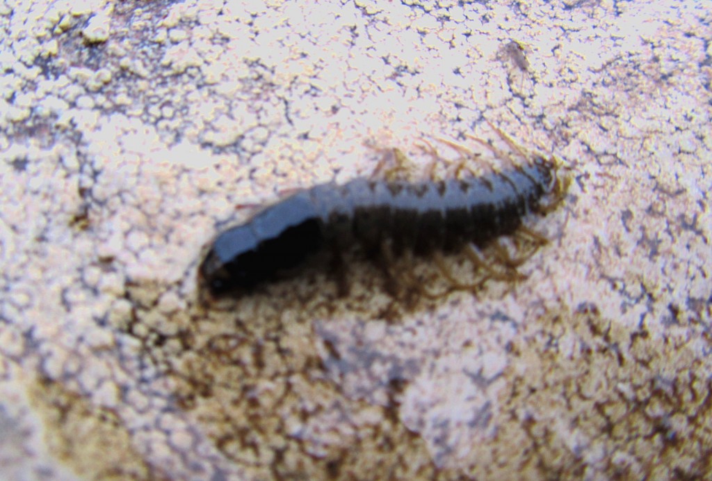 Hellgrammite larva found under a rock in the river