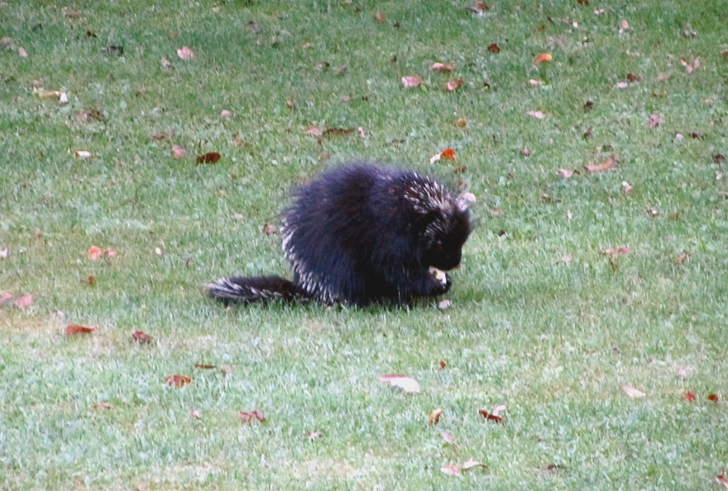 We spotted this porcupine in a yard across the street