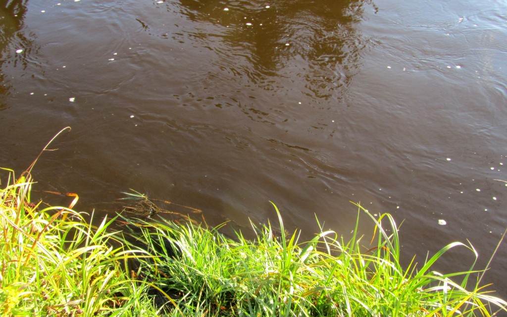 Credit River after heavy rains last night and today