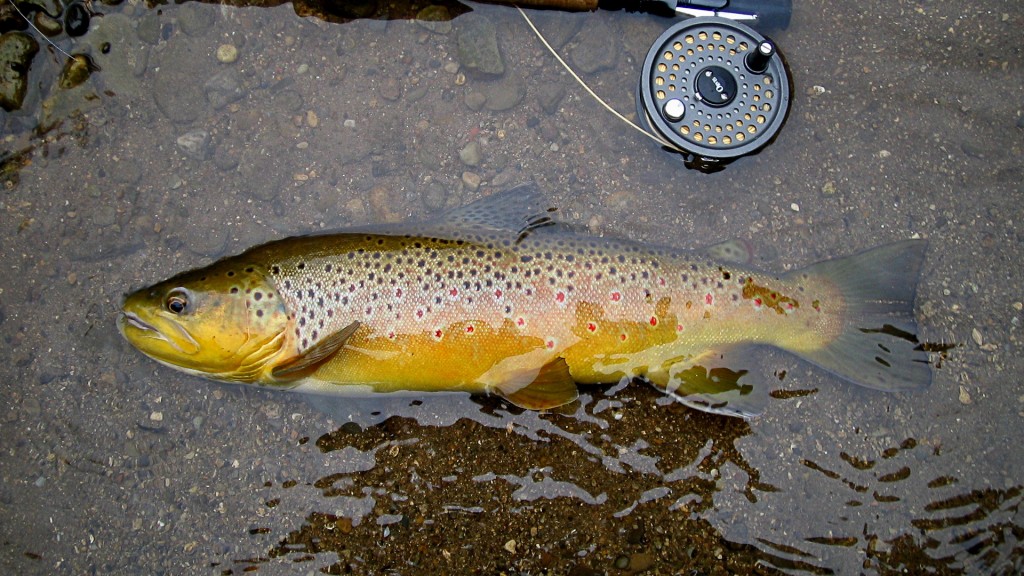 A beautiful wild Credit River brown trout.