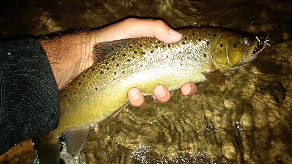 Another late night Brown Trout, caught on a super simple foam mouse.