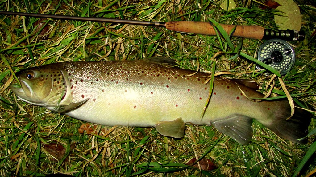 Big brown trout: last fish of trout season 2012 and probably my new record trout!