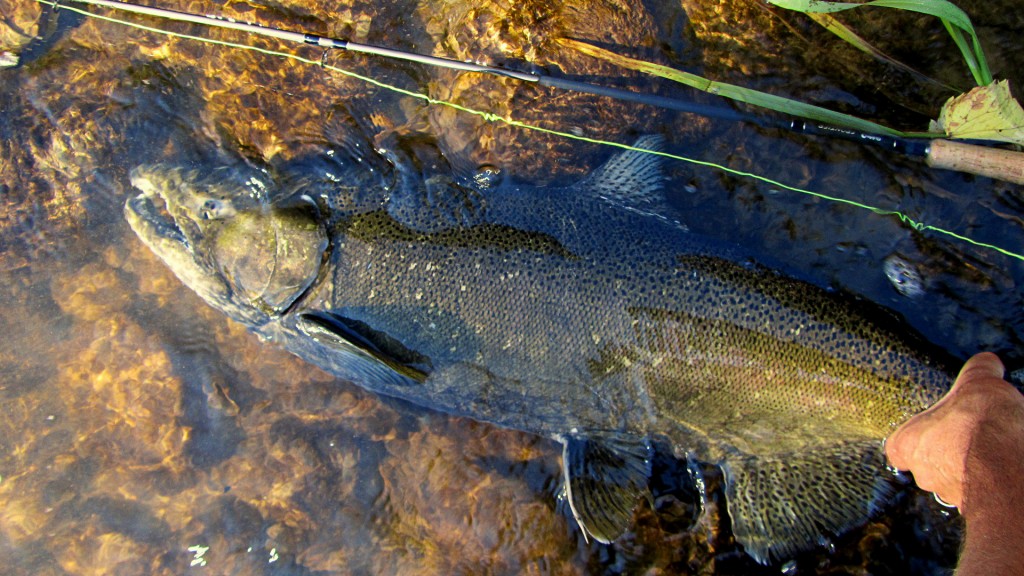 My first and probably last Chinook on a fly. A beast of a fish to land, but I've since realized that salmon fishing is not my thing (that's another story).