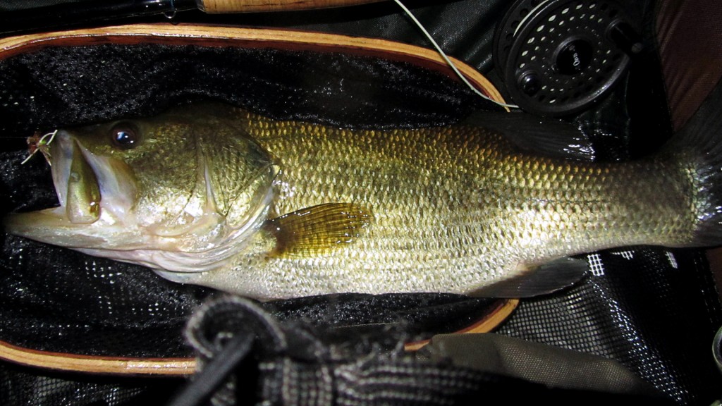 My first Largemouth Bass of any considerable size on a fly rod. This fish was caught when casting terrestrials towards a bank from my float tube. It was sitting in no more than 2 feet of water. I had no idea this pond held Largemouth of this size and it wasn't until it bolted straight towards me into the middle of the pond that I realized what I had hooked into.