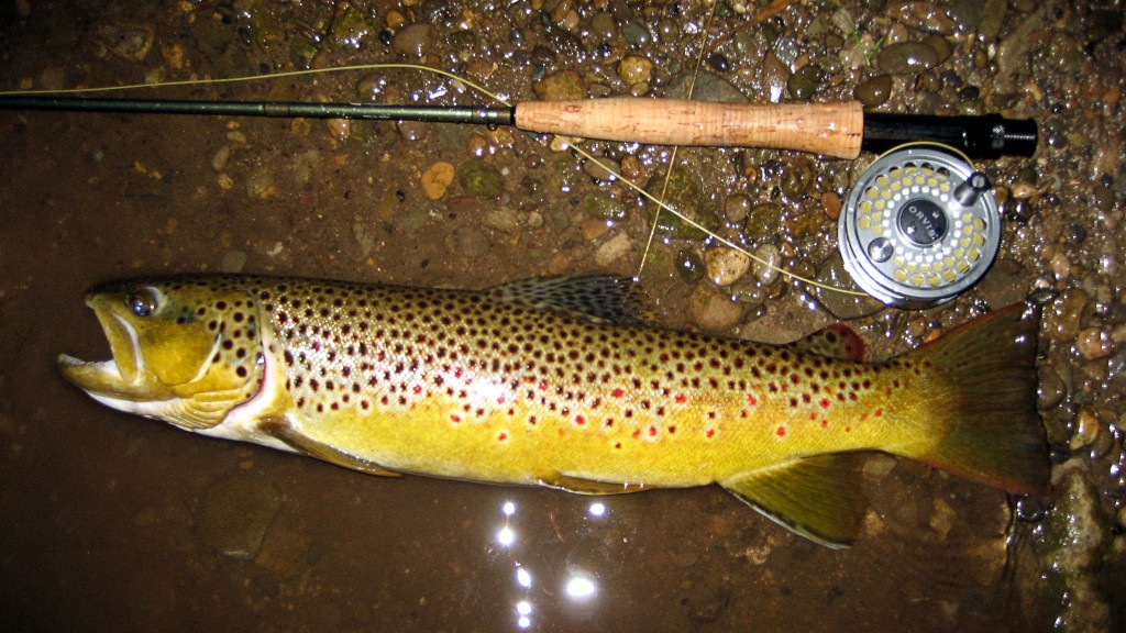 Brown Trout