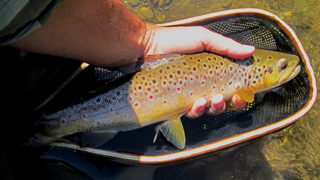 A nice brown trout caught mid day on a Red Humpy.