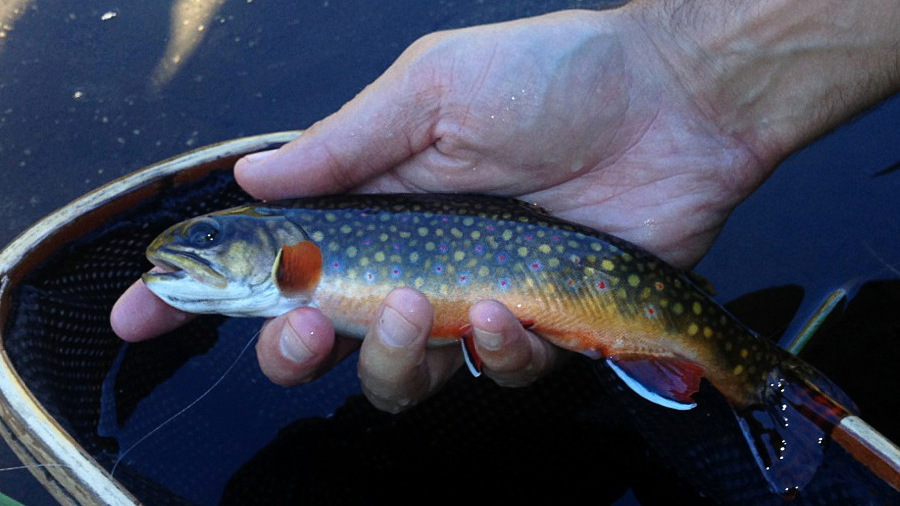 First Brook Trout of closing weekend