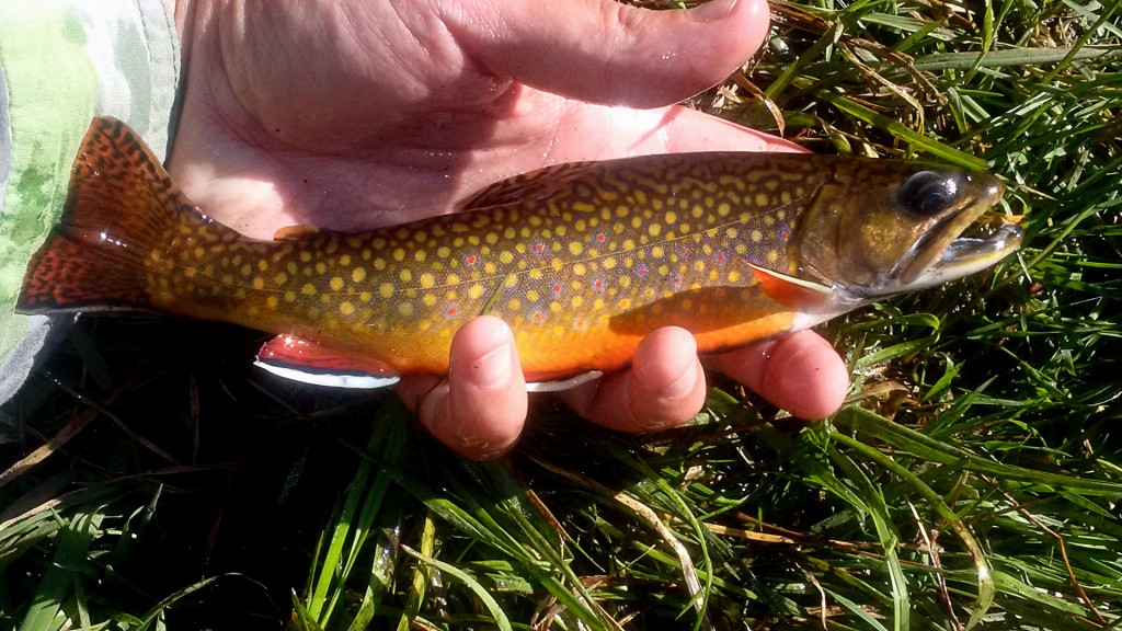 Brook Trout