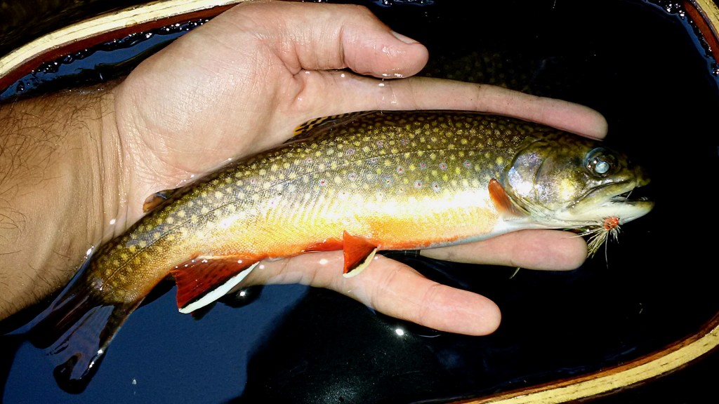 Brook Trout