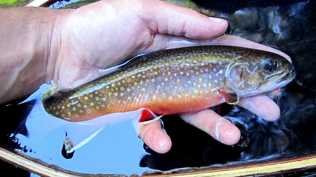 Brook Trout