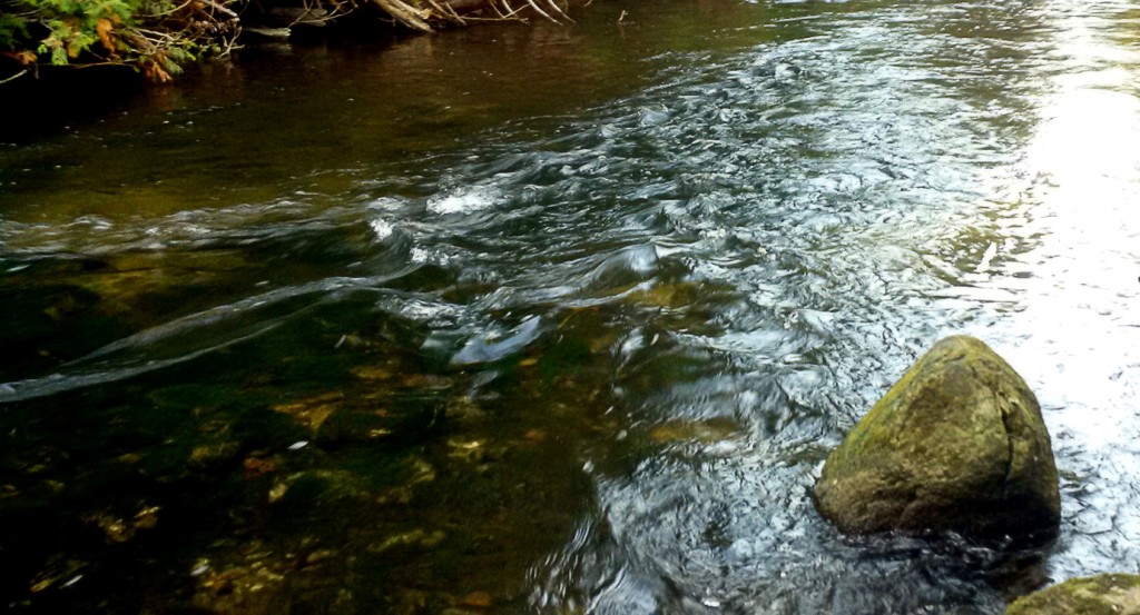 A small pool here (hard to see in this picture) yielded well over a dozen fish!