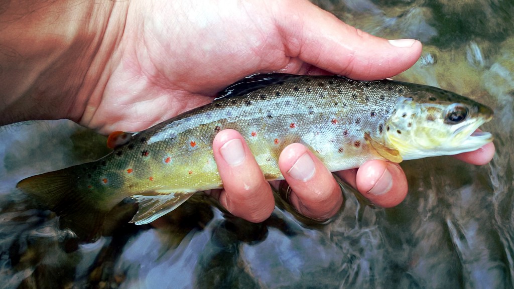 Lots of small browns like this were caught