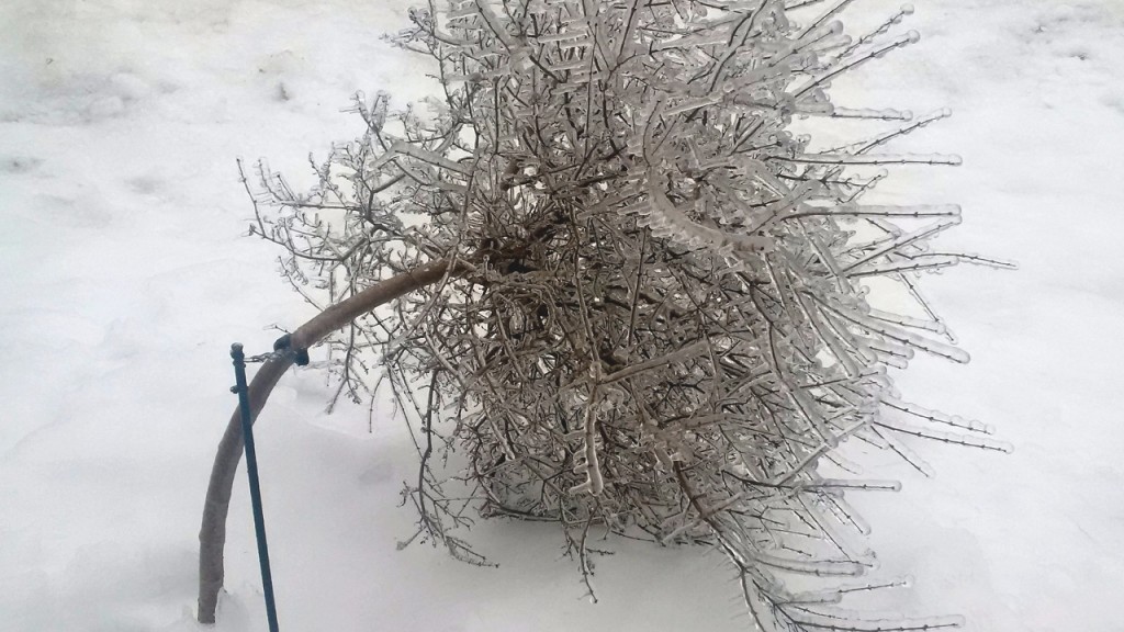 A Lilac Tree in our front yard, bent 90 degrees due to the weight of the ice