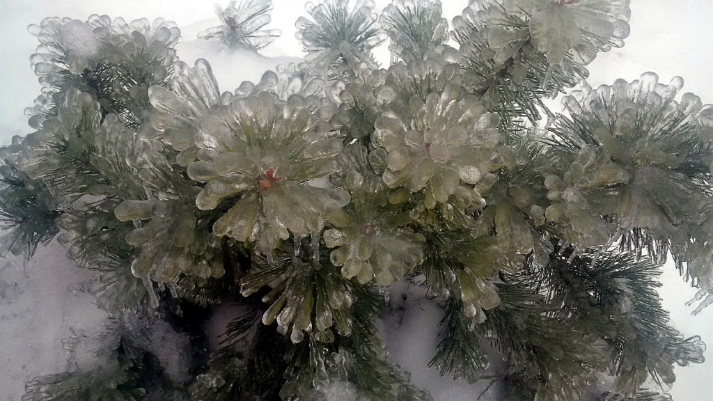 Small shrub in our garden covered with ice.