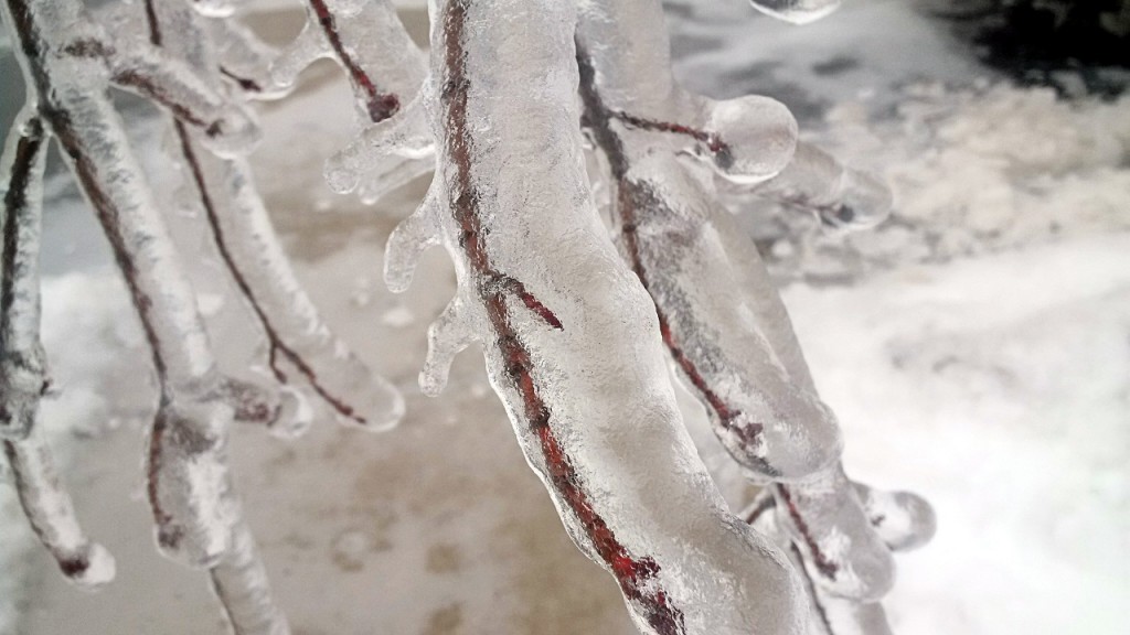 Small branches from a tree in our yard, covered with over an inch of ice.