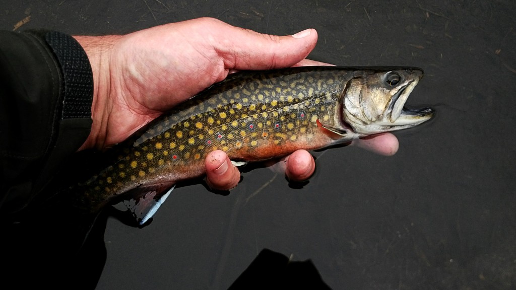 Nice looking Brook Trout to start things off on an unknown small stream