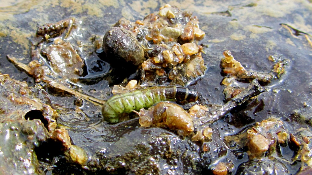 Caddis Larva like this were abundant, but the fish didn't seem to be eating them
