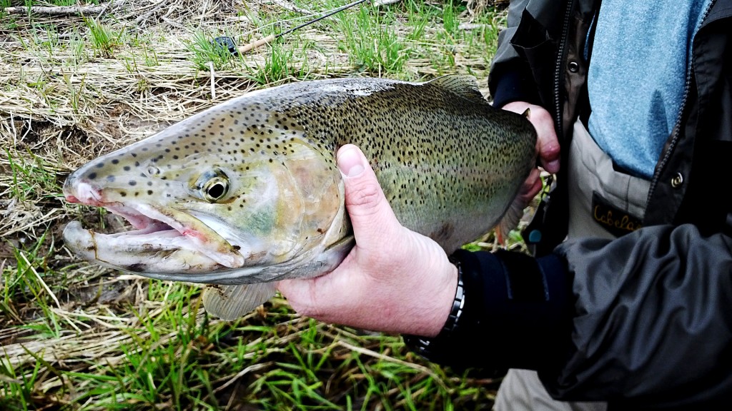 Steelhead landed by Eric - a promising start to the evening!