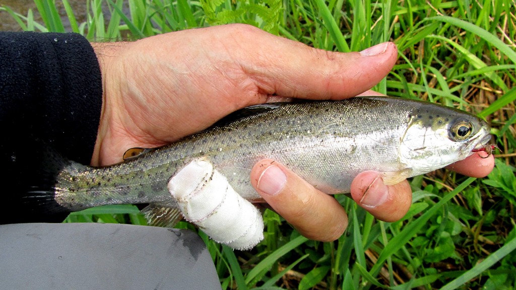 First of many fish caught on a red partridge soft hackle