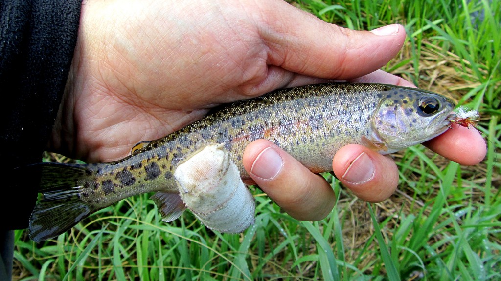 A tiny Rainbow Trout with visible fading parr marks, caught on a Patriot