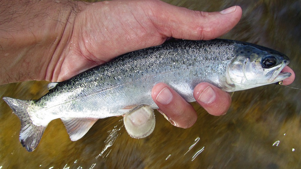 Rainbow or Atlantic? I still have a hard time differentiating when they are small like this.