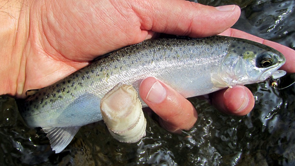 Another fish like above that I can't easily identify as Rainbow or Atlantic